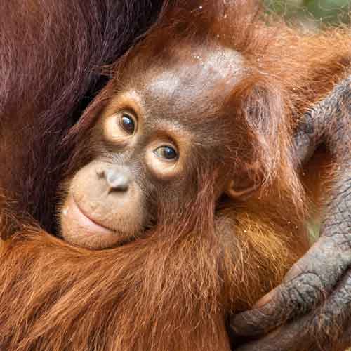 sleep - Cheeky Monkeys Guesthouse