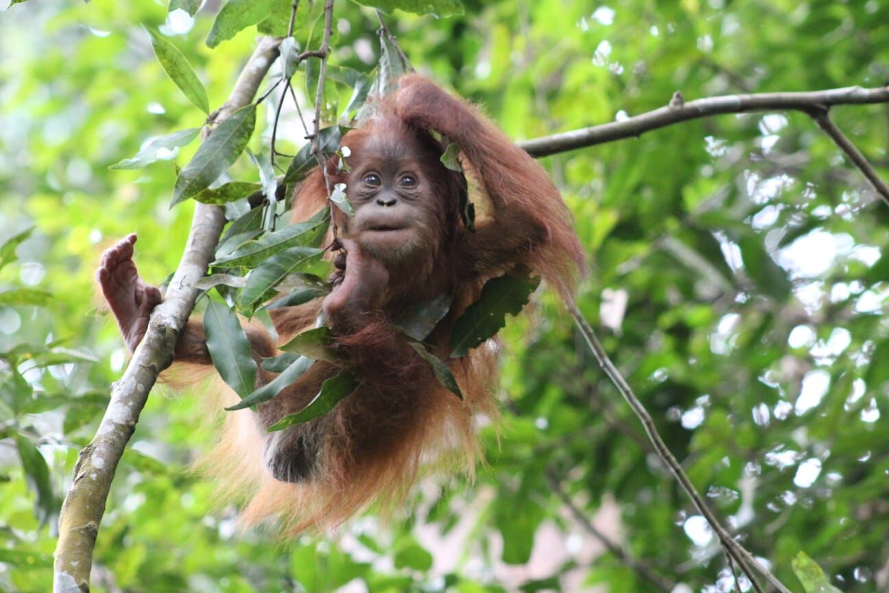 Young Sumatran Orangutan in Tree