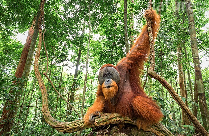 orangutan in the Sumatran jungle