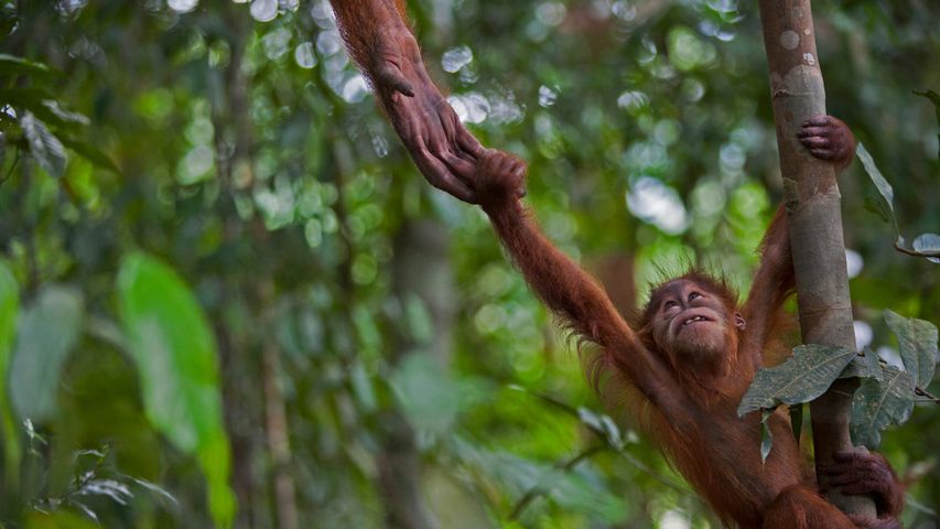 orangutan in the Sumatran jungle