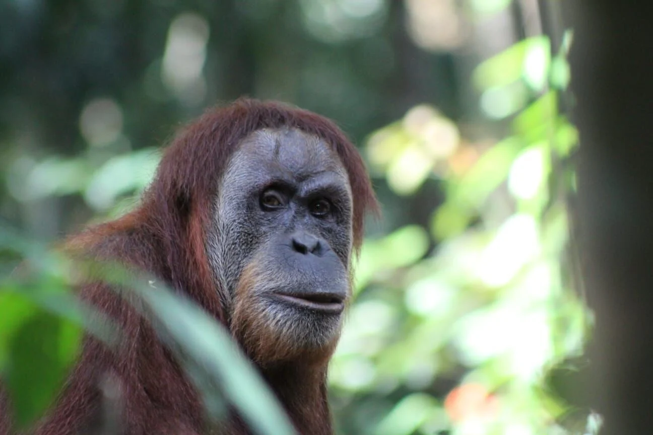 sumatran orangutan