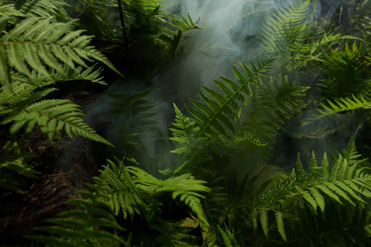sumatra jungle ferns