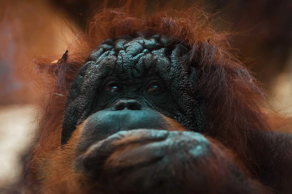 Sumatra Cheeky Monkeys orangutan closeup