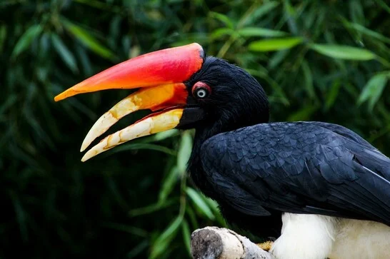 Rhinoceros hornbill Bird 546x363