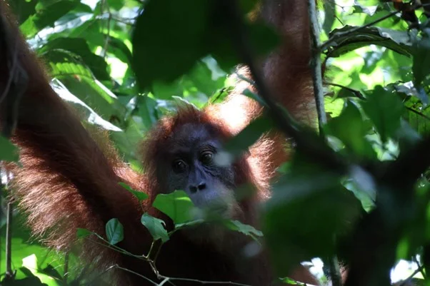 Bukit Lawang trekking
